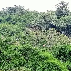 Kumarakom Bird Sanctuary - Kottayam