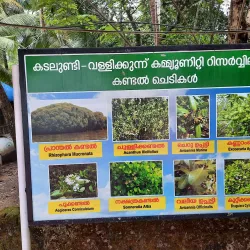 Kadalundi Bird Sanctuary - Kozhikode (Calicut)