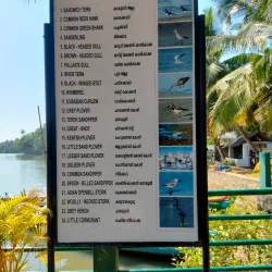 Kadalundi Bird Sanctuary - Kozhikode (Calicut)