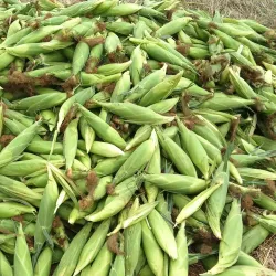 Kumbakonam Market - Kumbakonam