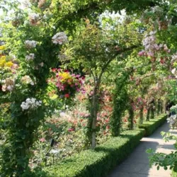 Nehru Rose Garden - Ludhiana