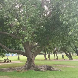 Nehru Rose Garden - Ludhiana