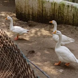 Tiger Safari Zoo - Ludhiana