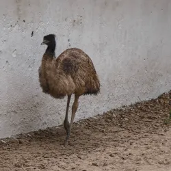 Tiger Safari Zoo - Ludhiana