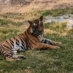 Tiger Safari Zoo - Ludhiana
