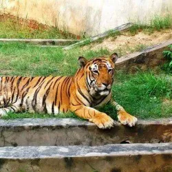 Tiger Safari Zoo - Ludhiana