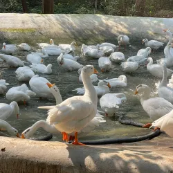 Tiger Safari Zoo - Ludhiana