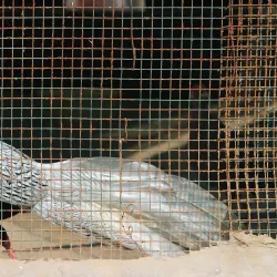 Tiger Safari Zoo - Ludhiana