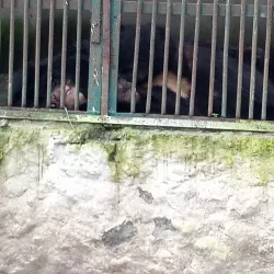 Tiger Safari Zoo - Ludhiana