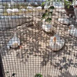 Tiger Safari Zoo - Ludhiana