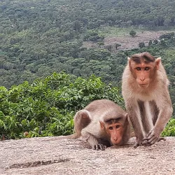 Devarayanadurga Wildlife Sanctuary (Nearby) - Madhugiri