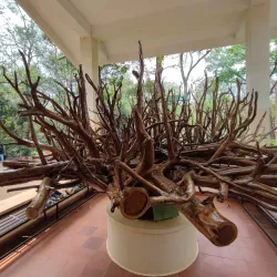 Nilambur Teak Museum - Malappuram