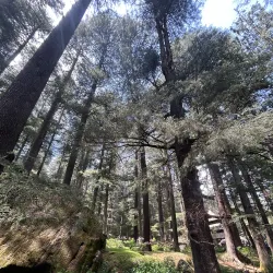 Hadimba Temple - Manali