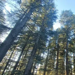 Hadimba Temple - Manali