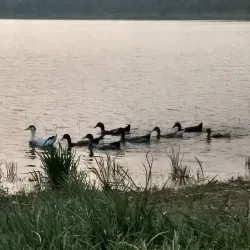 Manipal Lake - Manipal