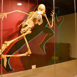 Manipal Museum of Anatomy and Pathology - Manipal