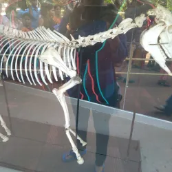 Manipal Museum of Anatomy and Pathology - Manipal