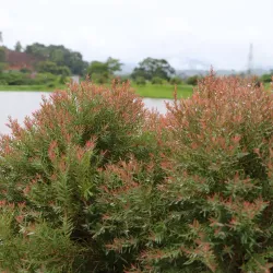 Andro Village - Manipur