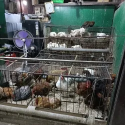 Ima Keithel (Mother's Market) - Manipur