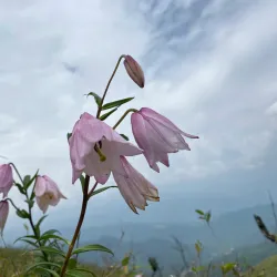 Sirohi National Park - Manipur