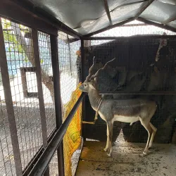 Village Walks Around Manwat - Manwat