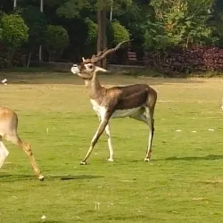 Village Walks Around Manwat - Manwat