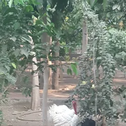 Village Walks Around Manwat - Manwat