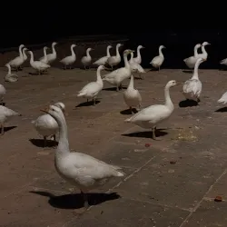 Kusum Sarovar - Mathura