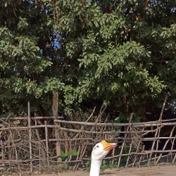 Kusum Sarovar - Mathura