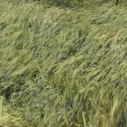 Moga Clock Tower - Moga