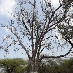 Moga Public Park - Moga