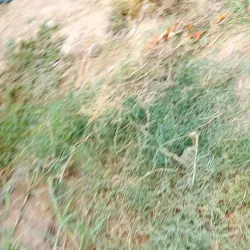 Moga Public Park - Moga