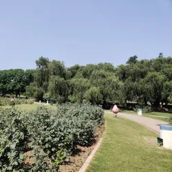 Rose Garden Mohali - Mohali (Sahibzada Ajit Singh Nagar)