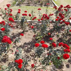 Rose Garden Mohali - Mohali (Sahibzada Ajit Singh Nagar)