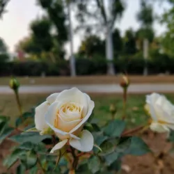 Rose Garden Mohali - Mohali (Sahibzada Ajit Singh Nagar)
