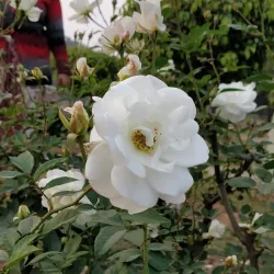 Rose Garden Mohali - Mohali (Sahibzada Ajit Singh Nagar)