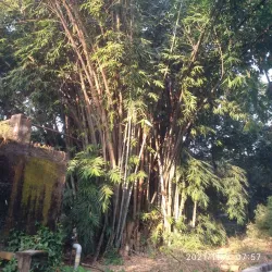 Saharanpur Botanical Garden (nearby) - Muzaffarnagar