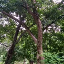 Saharanpur Botanical Garden (nearby) - Muzaffarnagar