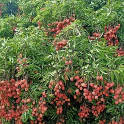 Litchi Gardens - Muzaffarpur