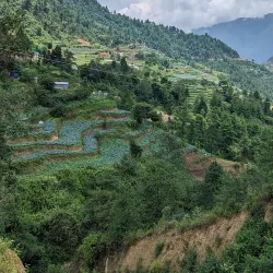 Litchi Gardens - Muzaffarpur