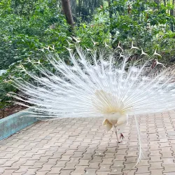 Karanji Lake - Mysore