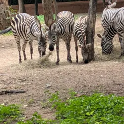 Mysore Zoo (Sri Chamarajendra Zoological Gardens) - Mysore