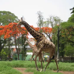 Mysore Zoo (Sri Chamarajendra Zoological Gardens) - Mysore