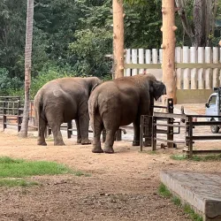 Mysore Zoo (Sri Chamarajendra Zoological Gardens) - Mysore