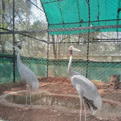 Mysore Zoo (Sri Chamarajendra Zoological Gardens) - Mysore