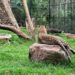 Mysore Zoo (Sri Chamarajendra Zoological Gardens) - Mysore