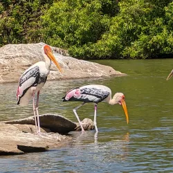 Ranganathittu Bird Sanctuary - Mysore