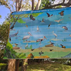 Ranganathittu Bird Sanctuary - Mysore