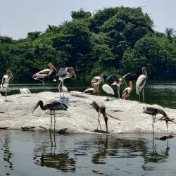 Ranganathittu Bird Sanctuary - Mysore
