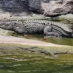 Ranganathittu Bird Sanctuary - Mysore